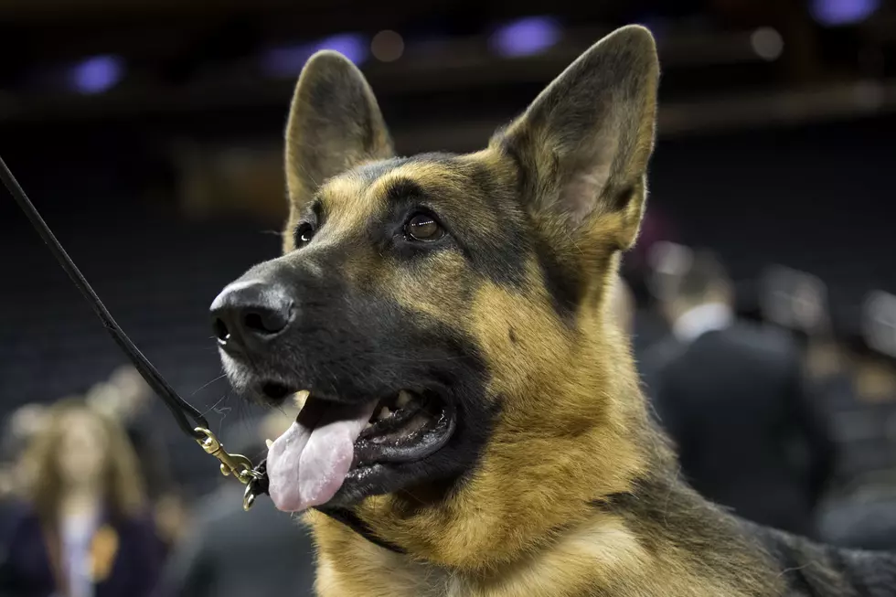 K-9 Statue Stolen From Veterans Grave in Buffalo Minnesota