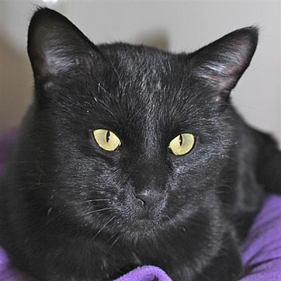 The Animal Allies Pet of the Week Is A Cat Named Milo