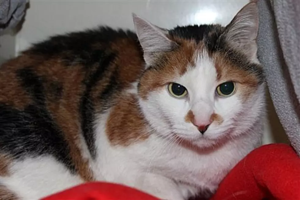 Animal Allies Pet Of The Week Is A Young Calico Cat Named Nillie