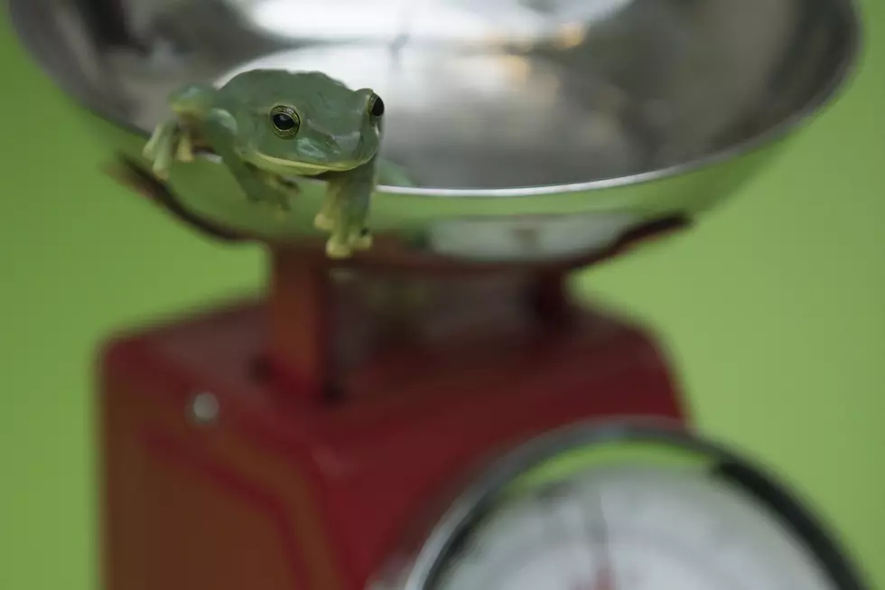 Celebrate World Frog Day At Lake Superior Zoo This March