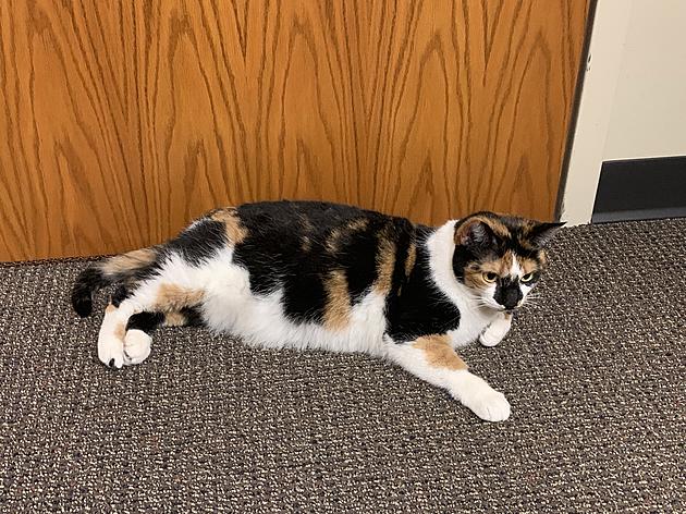 Animal Allies Pet Of The Week The Week Is A Beautiful Cat Named Patches