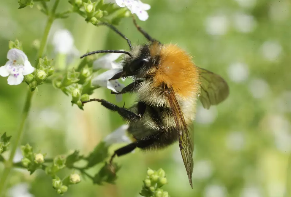 State Of Minnesota Looks To Pay For People To Build Bee Habitats