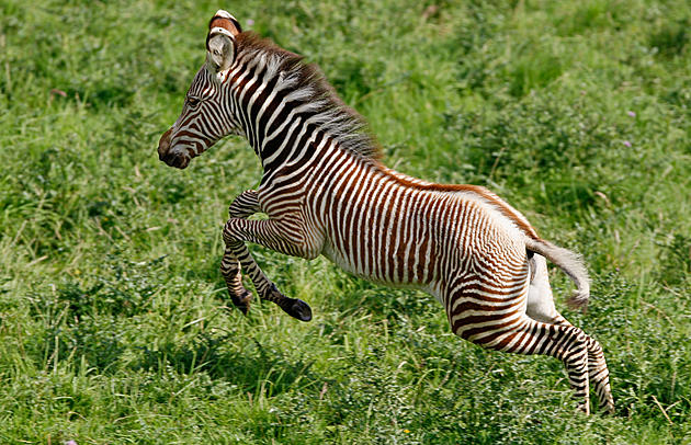 Como Zoo Welcomes Baby Zebra