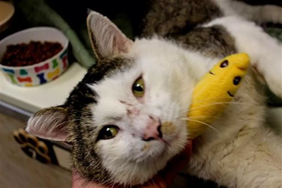 The Animal Allies Pet Of The Week A Cat Named Cake Is A Real People Person
