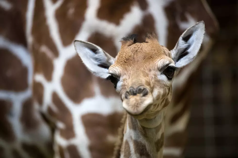 Baby Giraffe Arrived At Como Zoo, Will Be On Display This Week
