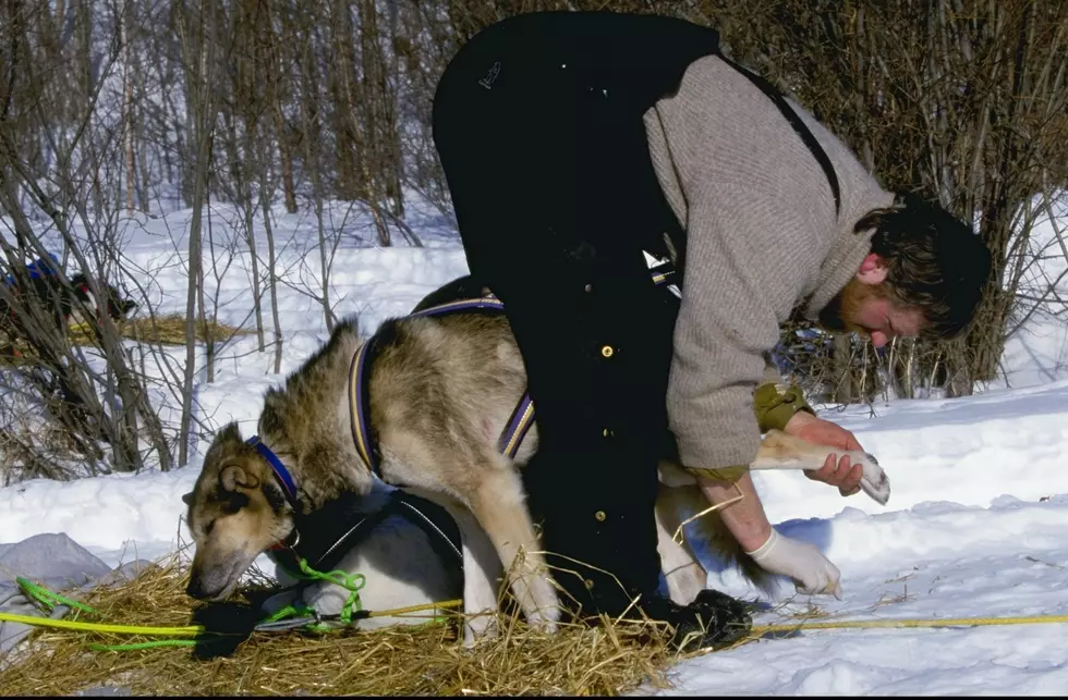 Some Jerk Stole All The Straw For The Dogs In The John Beargrease Sled Dog Marathon