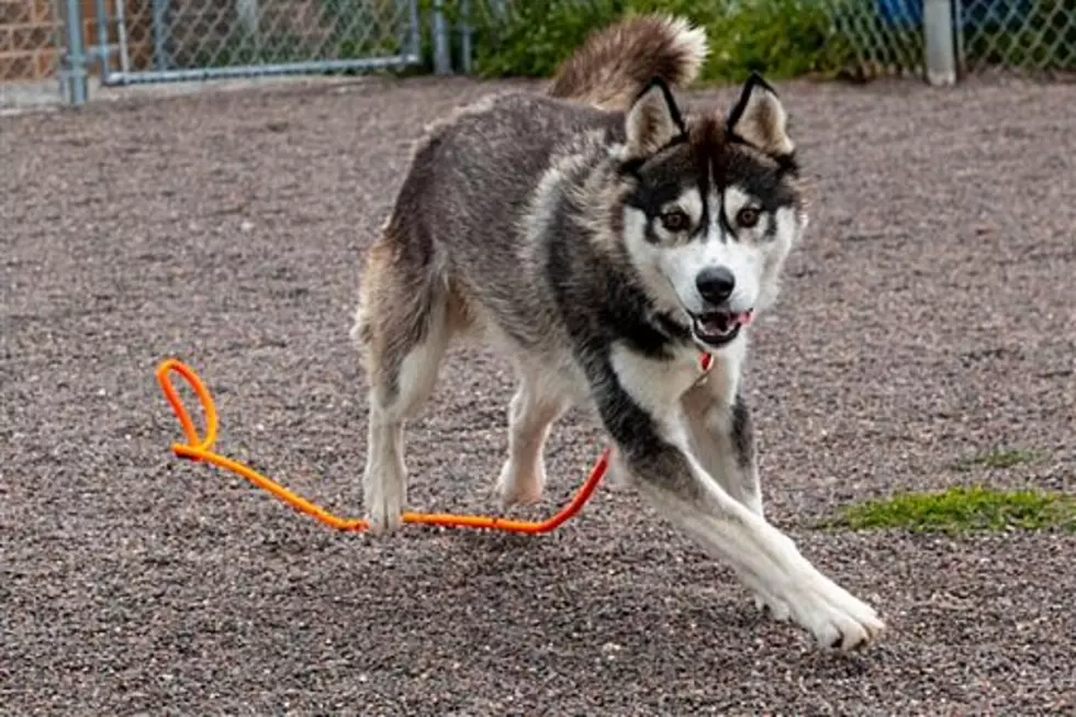 The Animal Allies Pet Of The Week Is An Active Young Dog Named Titan