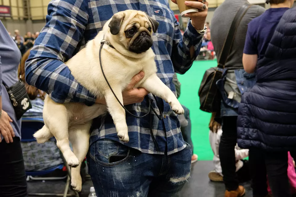 Minnesota Man Drives A Dog Cross Country To See Terminally Ill Owner