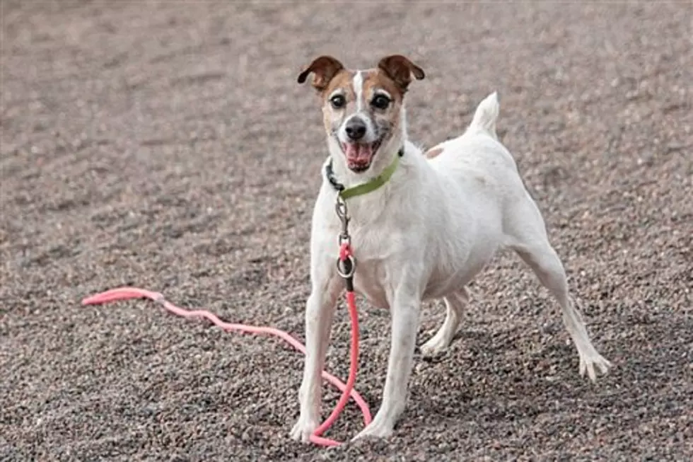 The Animal Allies Pet Of The Week Is A Sassy Little Dog Named Biscotti