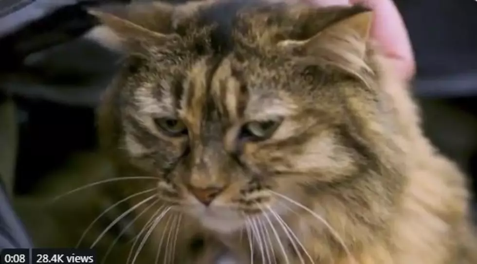 MSP Airport Now Has A Therapy Cat And She Is A Total Sweetheart [VIDEO]