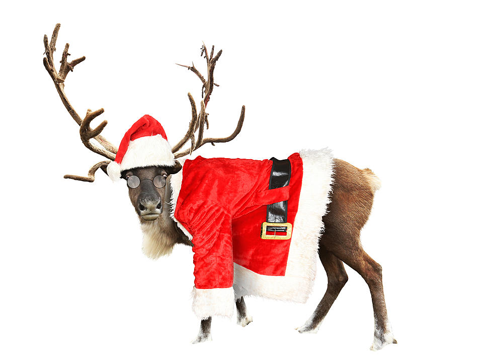 Santa Claus Official Veterinarian Gives His Reindeer The All Clear To Pull Santa&#8217;s Sleigh