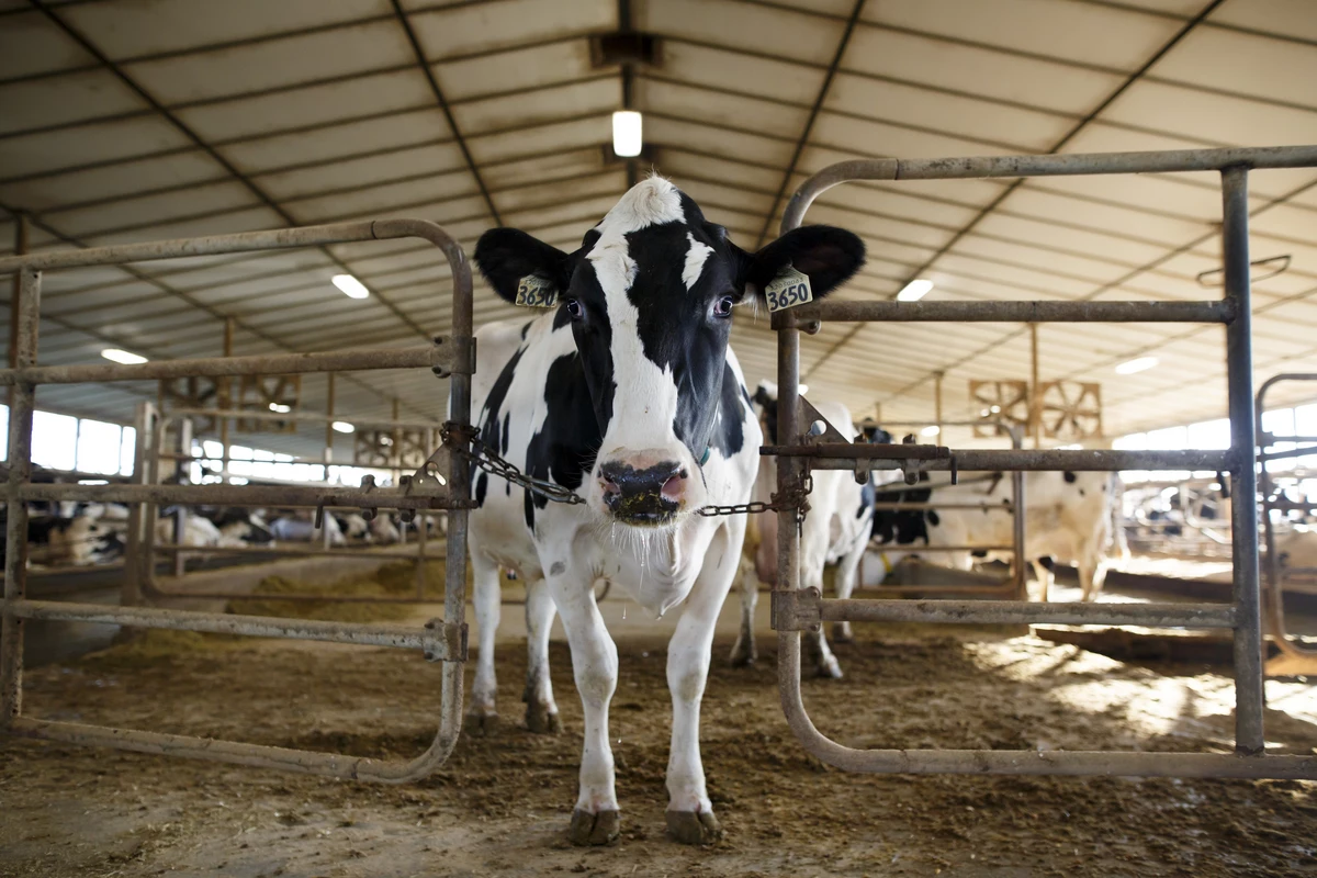 Over 300 Dairy Farms Closed In Minnesota Last Year