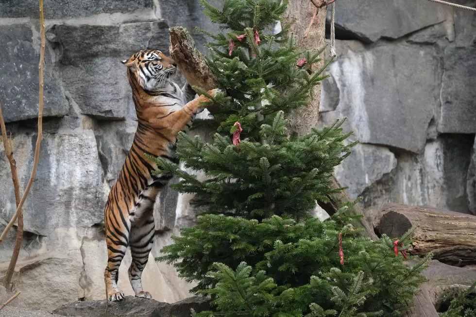 Lake Superior Will Take Your Christmas Tree for the Animals