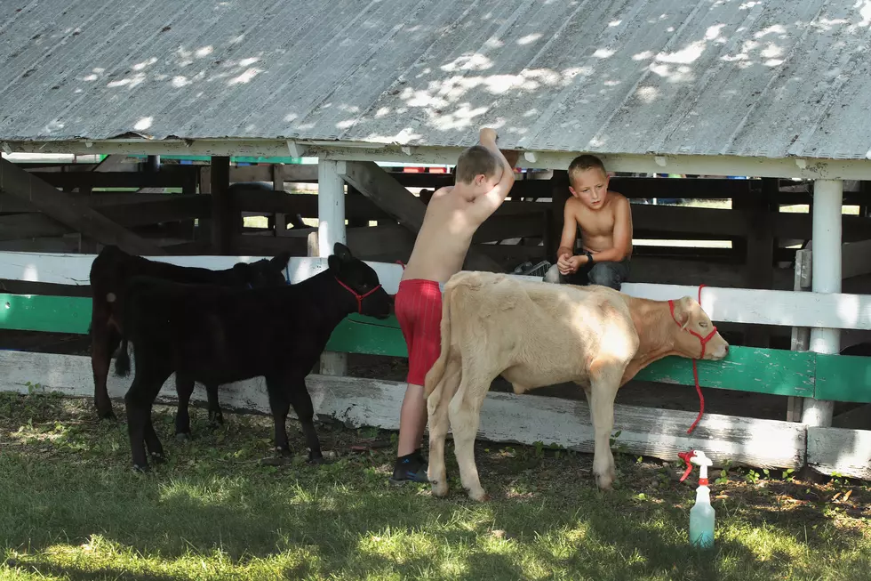 A Family Is Suing The Minnesota State Fair Because Son Became Sick After Touching Animals