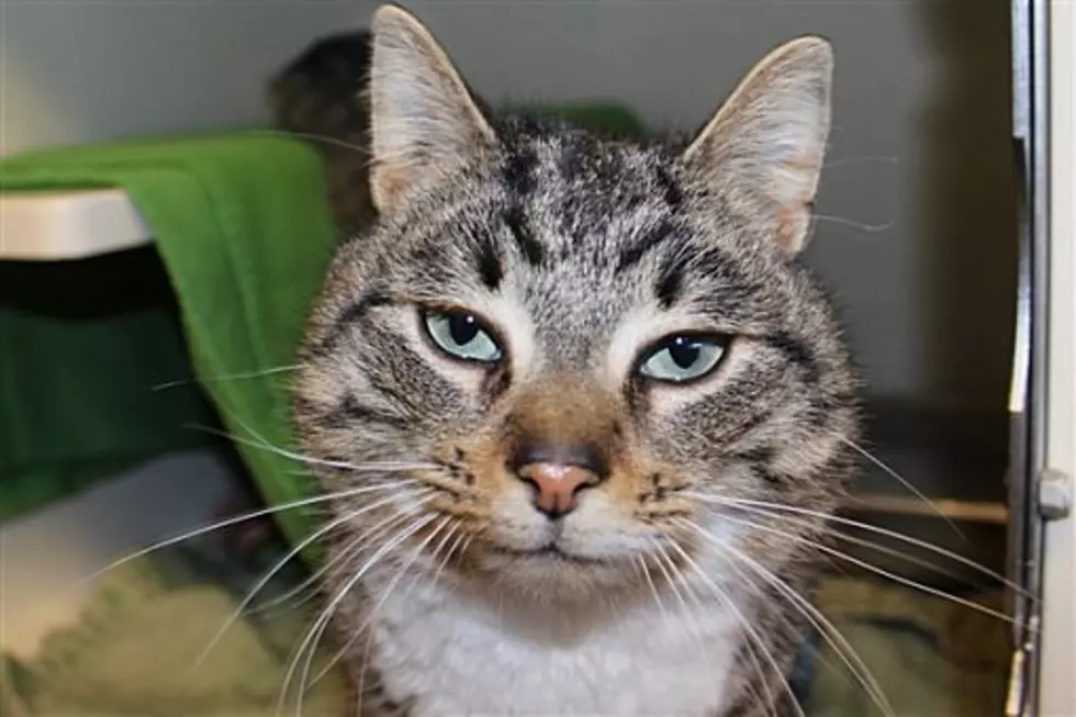 The Animal Allies Pet Of The Week Is A Cool Cat Named Hubba Bubba