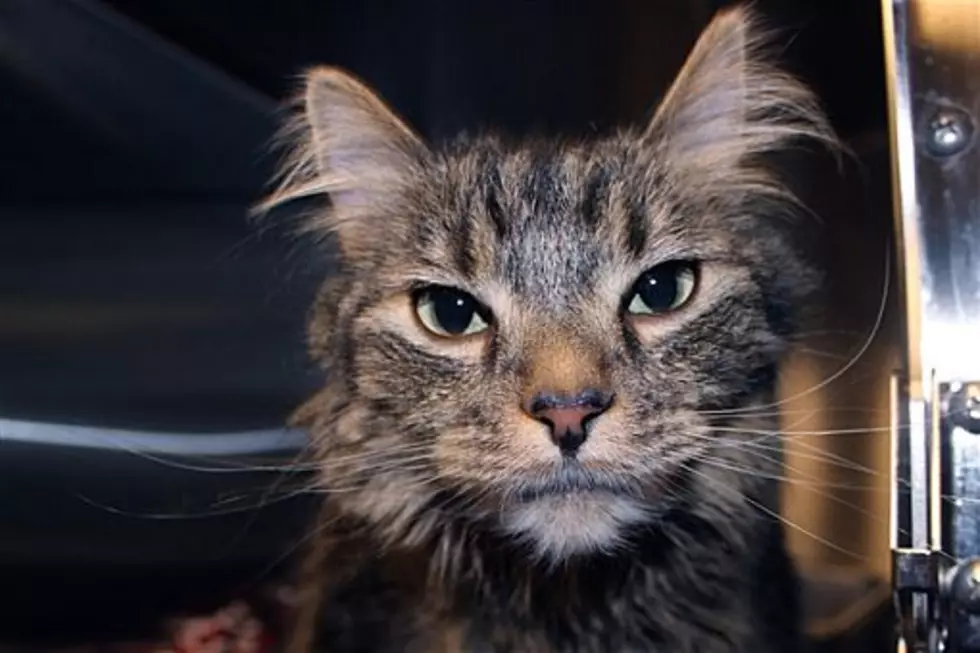 Animal Allies Pet Of The Week Is A Young Cat Named Spirit