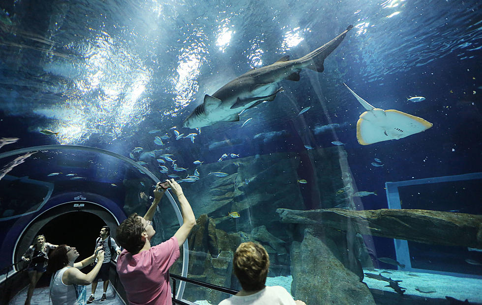 Sea Life at MOA Offering Free Admission for Healthcare Professionals