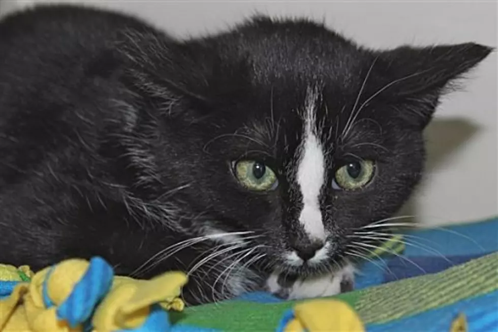 The Animal Allies Pet Of The Week Is An Adorable Kitten Named Indus