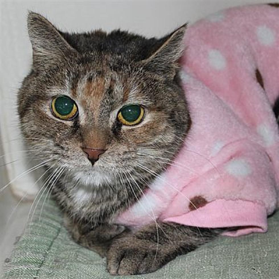 The Animal Allies Pet Of The Week Is A Cat Named Bridgette