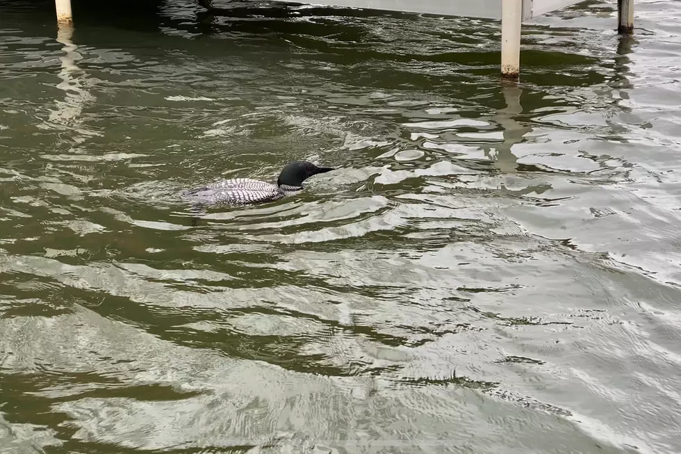 Have You Ever Seen A Loon Trying To Catch A Fish? [VIDEO]