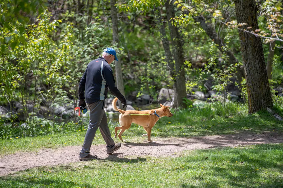 The Best Places to Take Your Dog in The Twin Ports