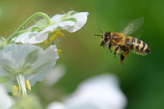 Wisconsin Town Helps Increase Bee Population With No-Mow May Initiative