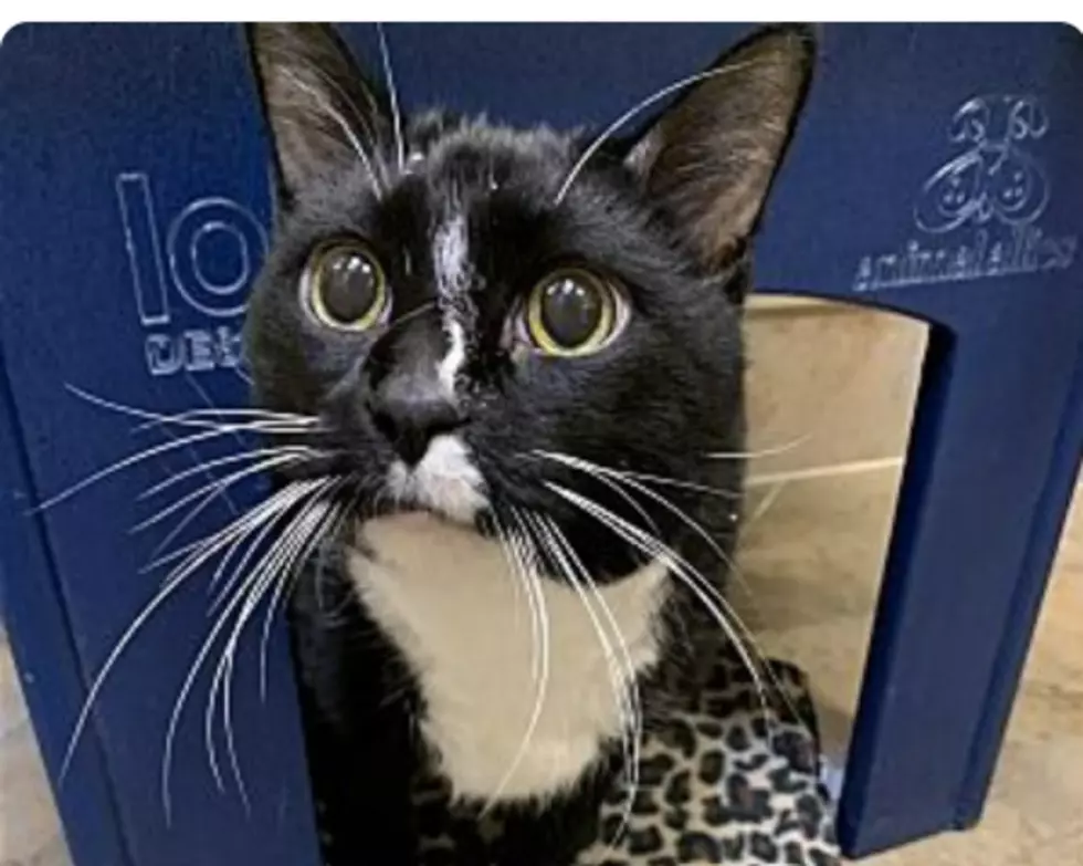 The Animal Allies Pet Of The Week Is A Senior Cat Named Lumpy