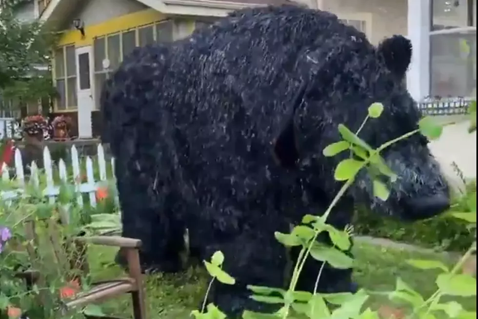 Minneapolis Man Created A Giant Dancing Bear Puppet, And Video Has Gone Viral