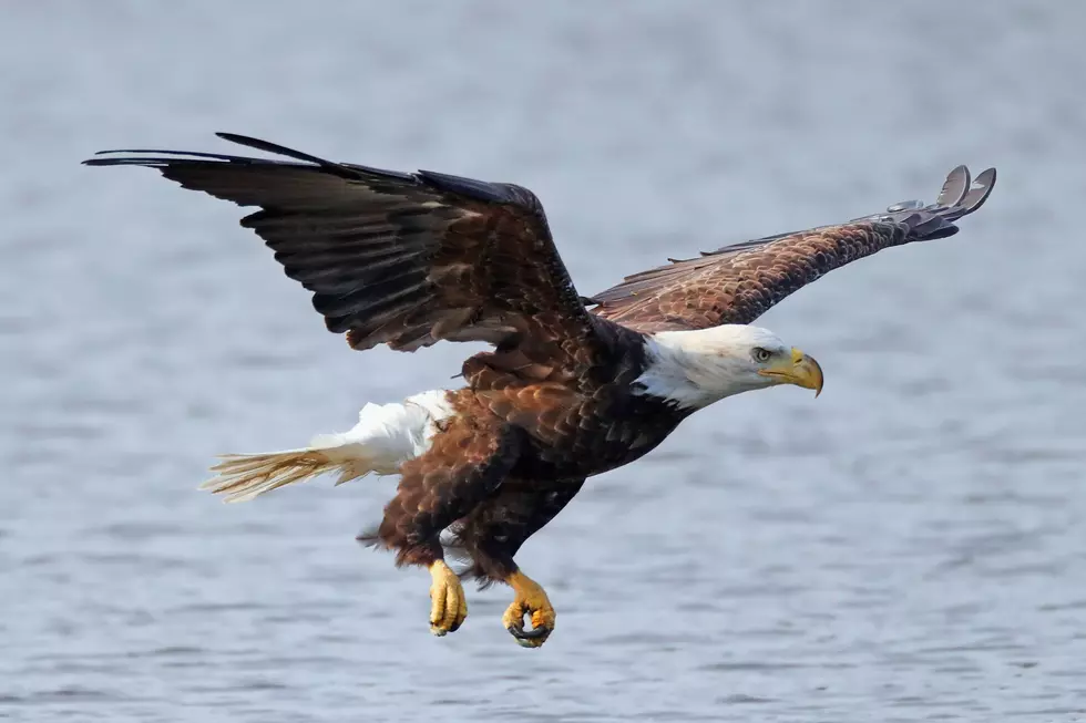 Man Rescues Injured Bald Eagle On I-35W In Minneapolis