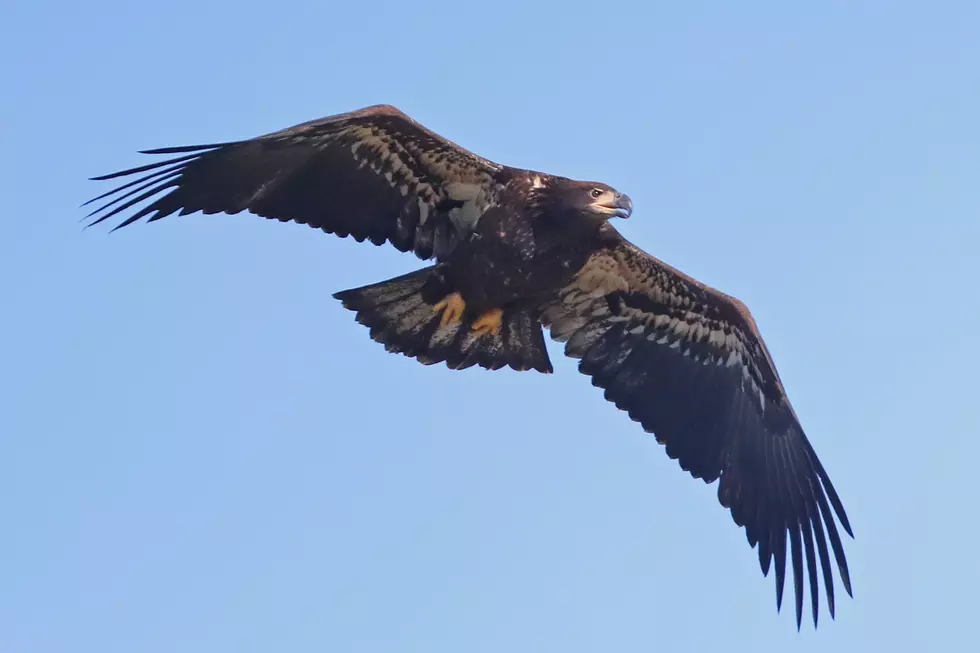 A Woman Was Attacked By A Young Bald Eagle In Lutsen