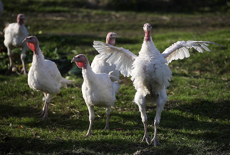 Minnesota Still Top Turkey Producer In Spite Of COVID-19 Pandemic