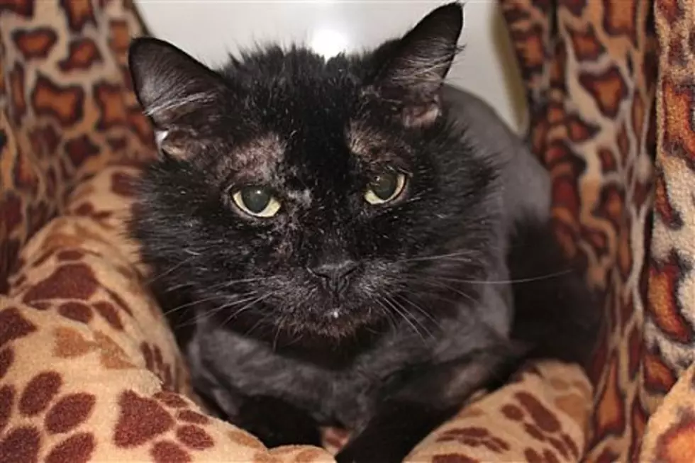 The Animal Allies Pet Of The Week Is An Adorable Cat Named Dullahan