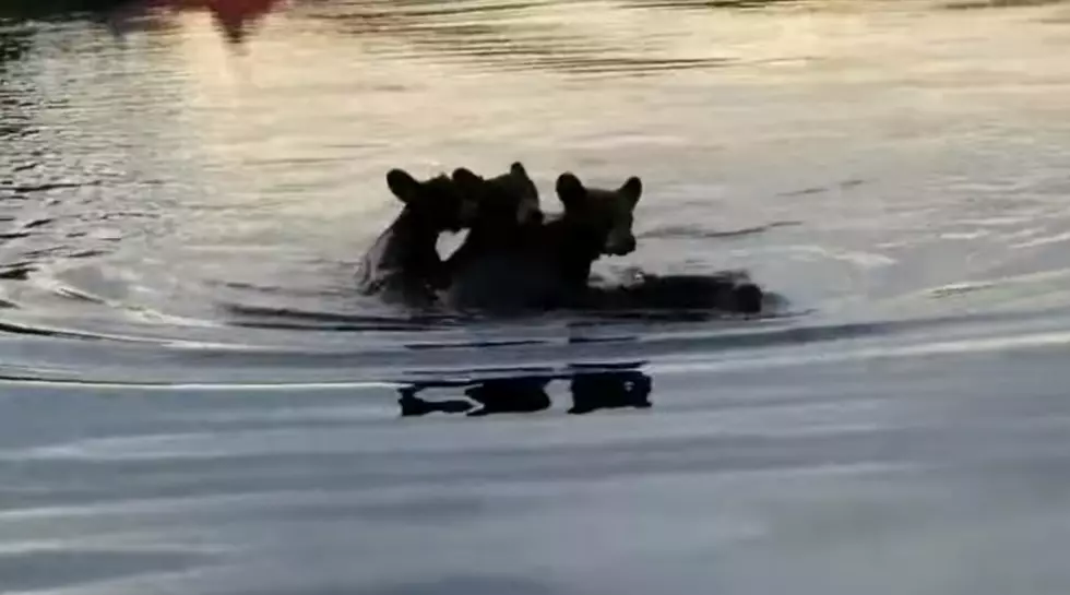 Mama Bear Swims Across Lake With Cubs on Her Back [VIDEO]