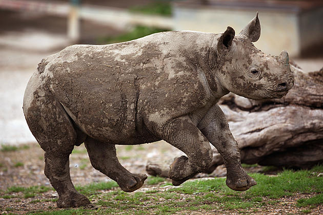 Minnesota&#8217;s First Rhinoceros Moves Into Zoo Near St. Cloud