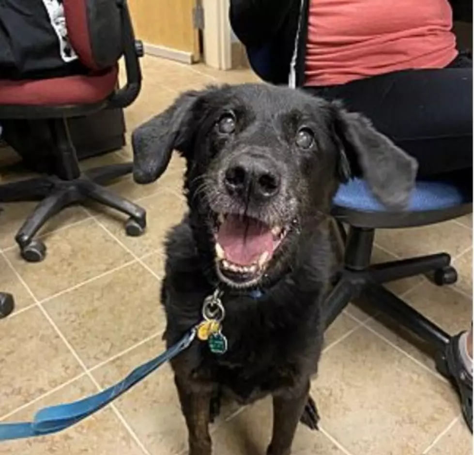 The Animal Allies Pet Of The Week Is A Senior Dog Named Troy