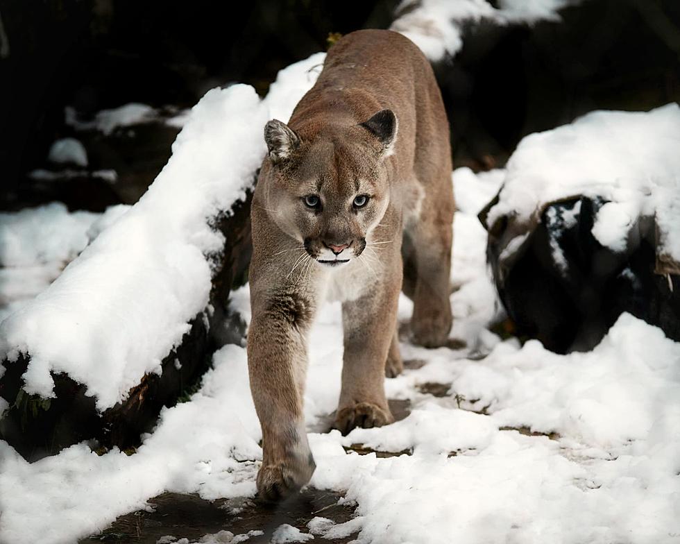 Lake Superior Zoo Revue: Cougars