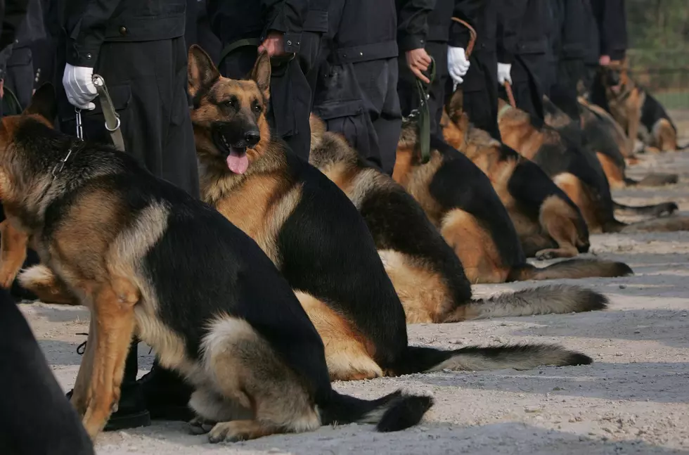 Virginia Police K-9 Unit Chases Down Shooting Suspect