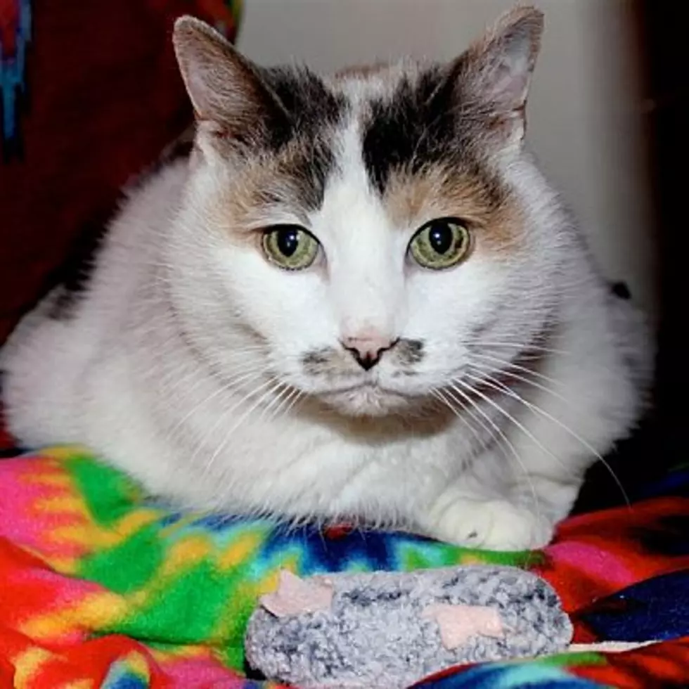 The Animal Allies Pet Of The Week Is A Senior Cat Named Molly