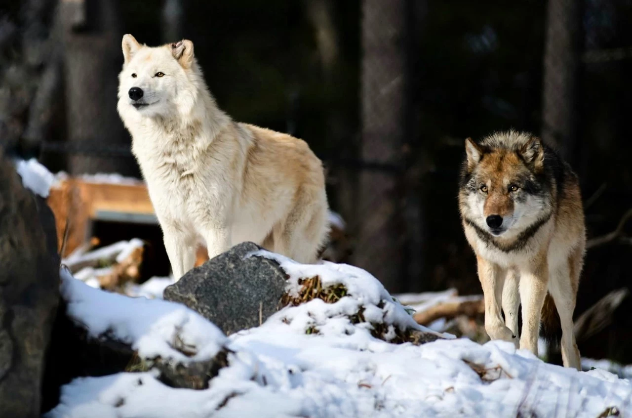 Check Out This Video Of A Pack Of Wolves In Bayfield County