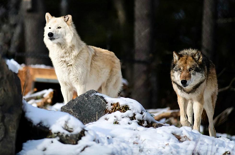 Lake Superior Zoo Revue: North American Gray Wolves