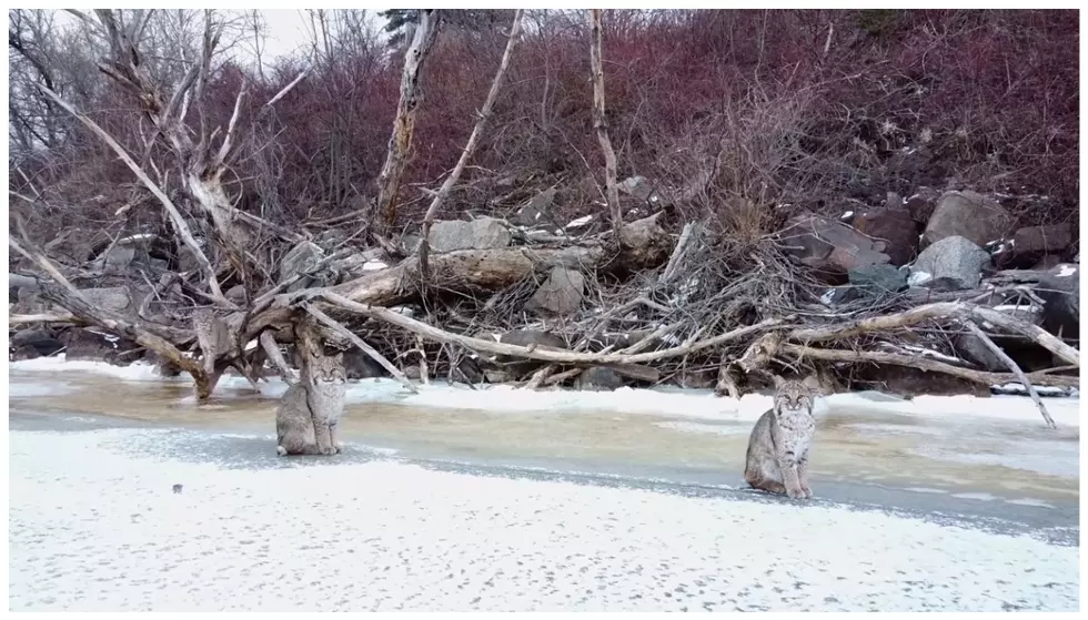 Duluth Photographer Captures Rare Footage Of Bobcats On St. Louis River [VIDEO]