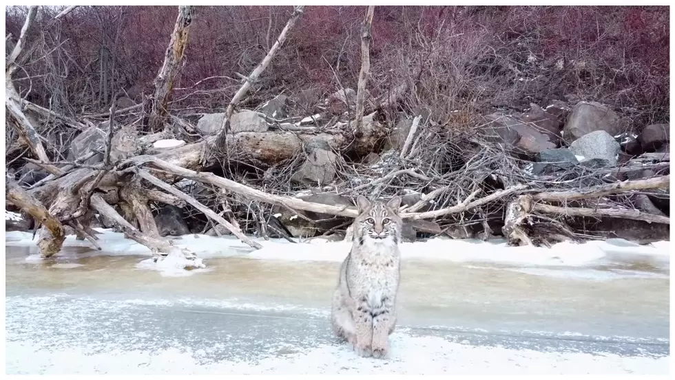 MN Photographer Captures Rare Footage Of Bobcats [VIDEO]