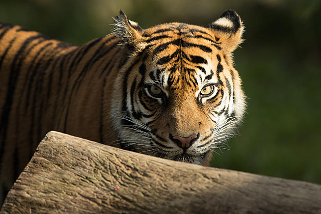 Tiger at Wildcat Sanctuary Tests Positive for COVID-19 Virus