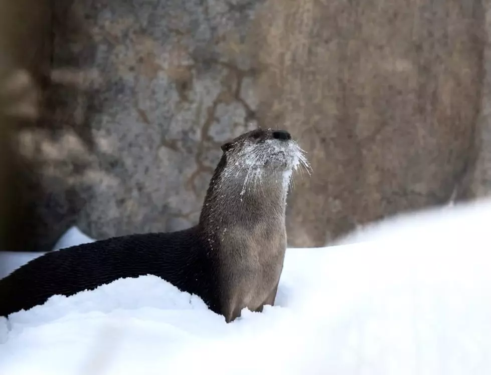 The Lake Superior Zoo Revue: North American River Otters