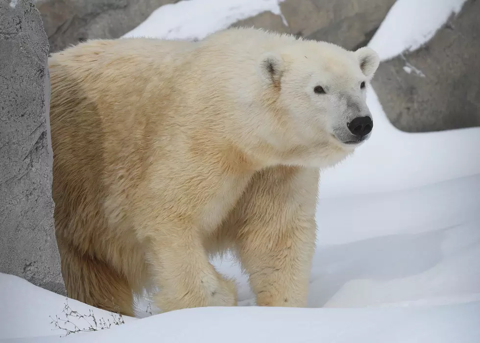 St. Paul’s Como Zoo Welcomes New Polor Bear