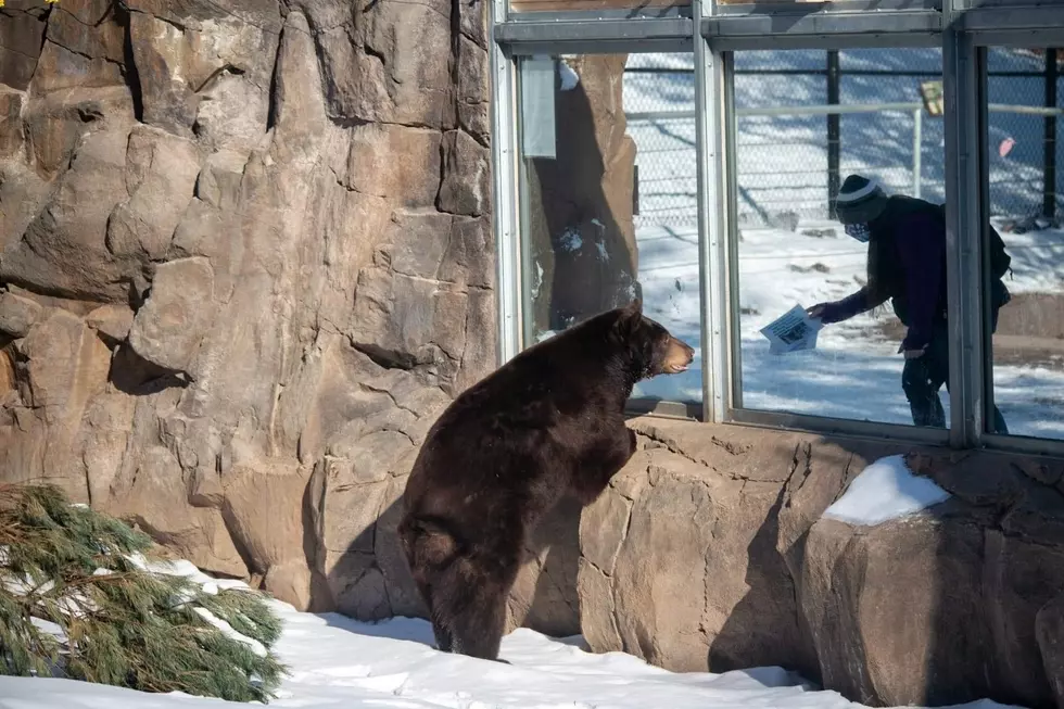 The Lake Superior Zoo Revue- Black Bears