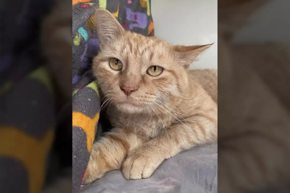 The Animal Allies Pet Of The Week Is A Cat Named Buffalo