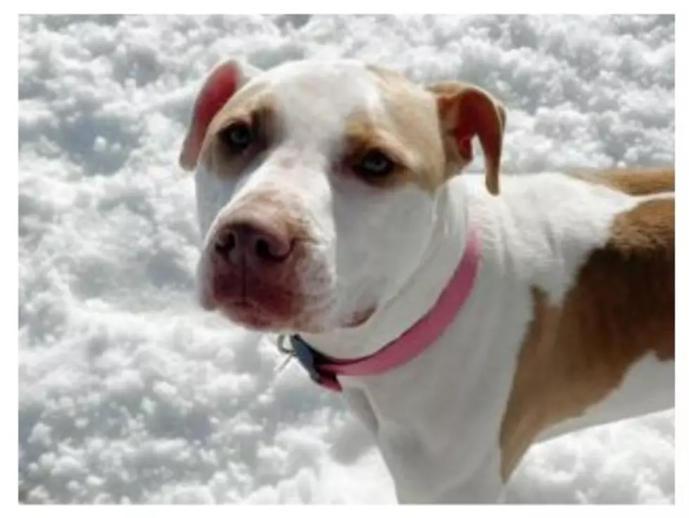 The Animal Allies Pet Of The Week Is A Sweet Young Dog Named Zoey