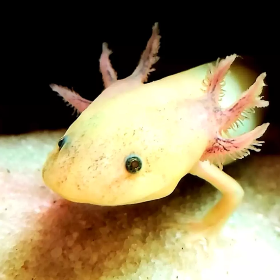 The Lake Superior Zoo Revue: Eugene the Axolotl