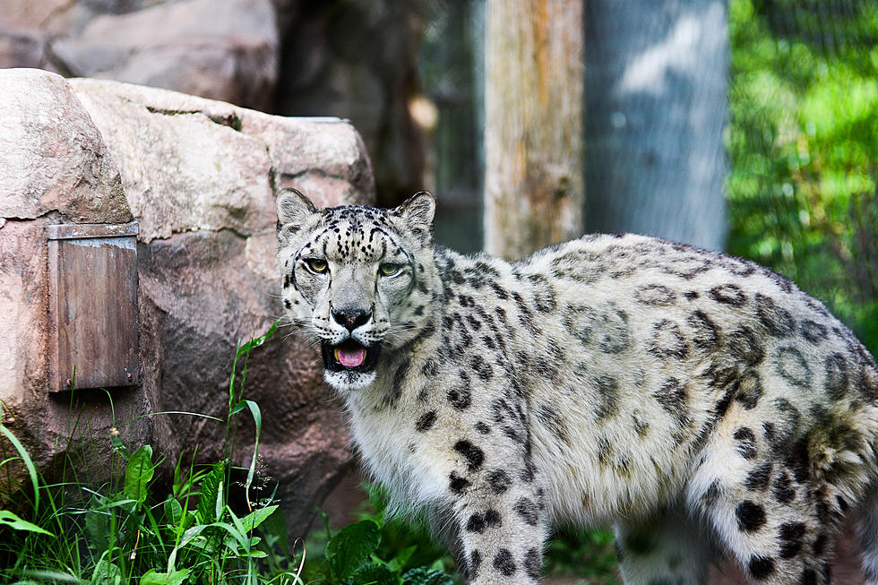 Lake Superior Zoo Revue: The Snow Leopard